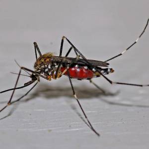 Két Thaiföldön járt személynél igazolt trópusi szúnyogcsípéssel terjedő Zika-vírus fertőzést a Nemzeti Népegészségügyi Központ